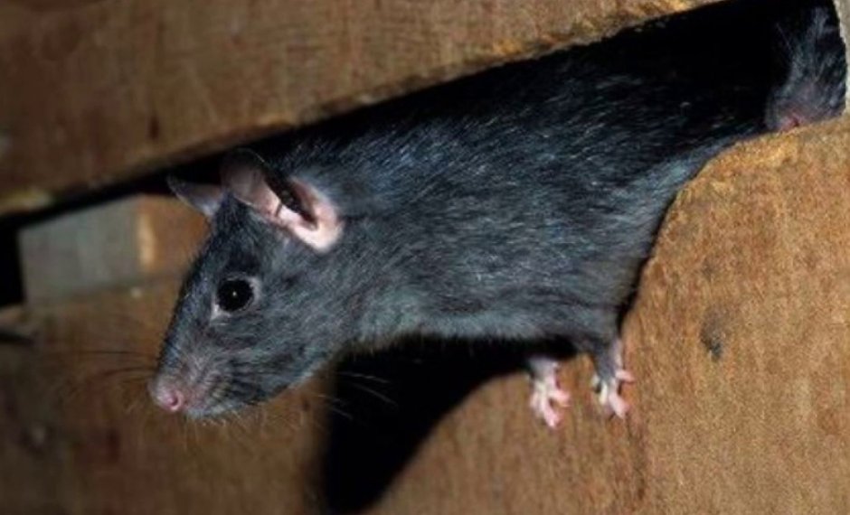 Пальмовая крыса