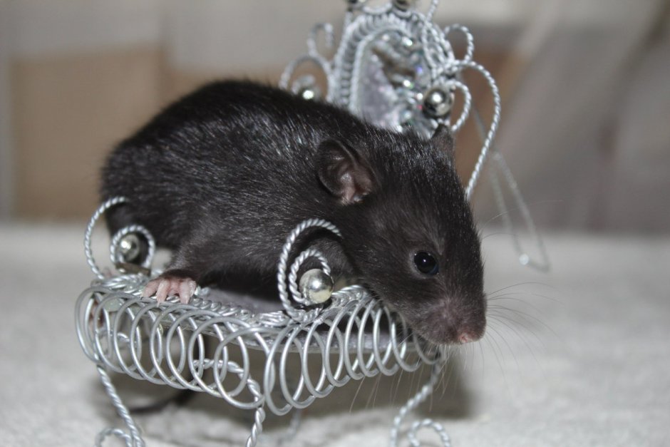 Серая крыса Пасюк дамюо