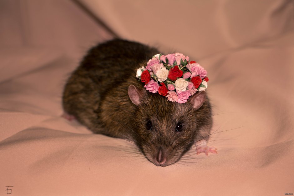 Черная крыса Браун