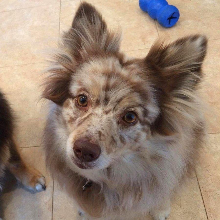 Метис аусси и шпиц