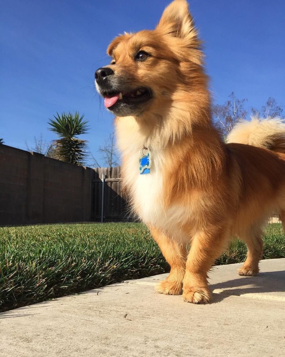 Померанский корги