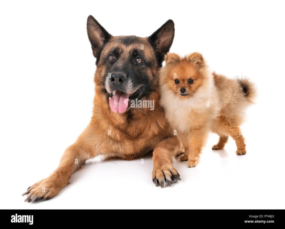 Немецкая овчарка и шпиц