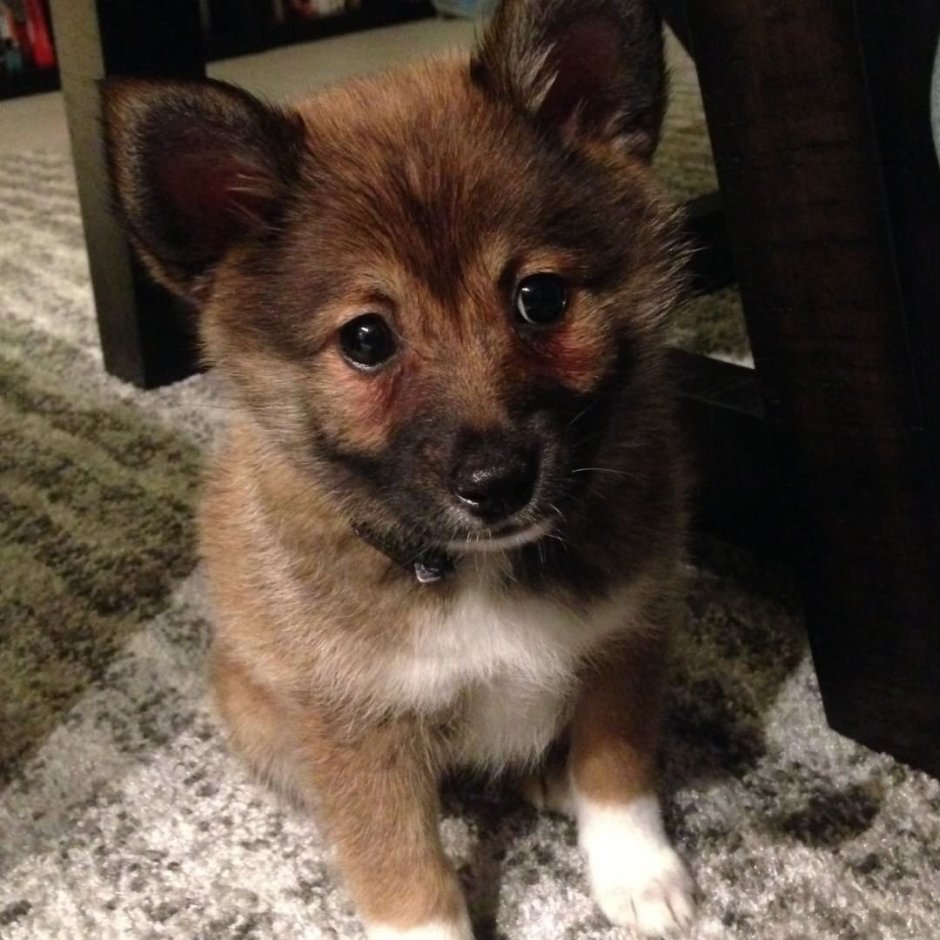 Метис шпица и Шиба-ину