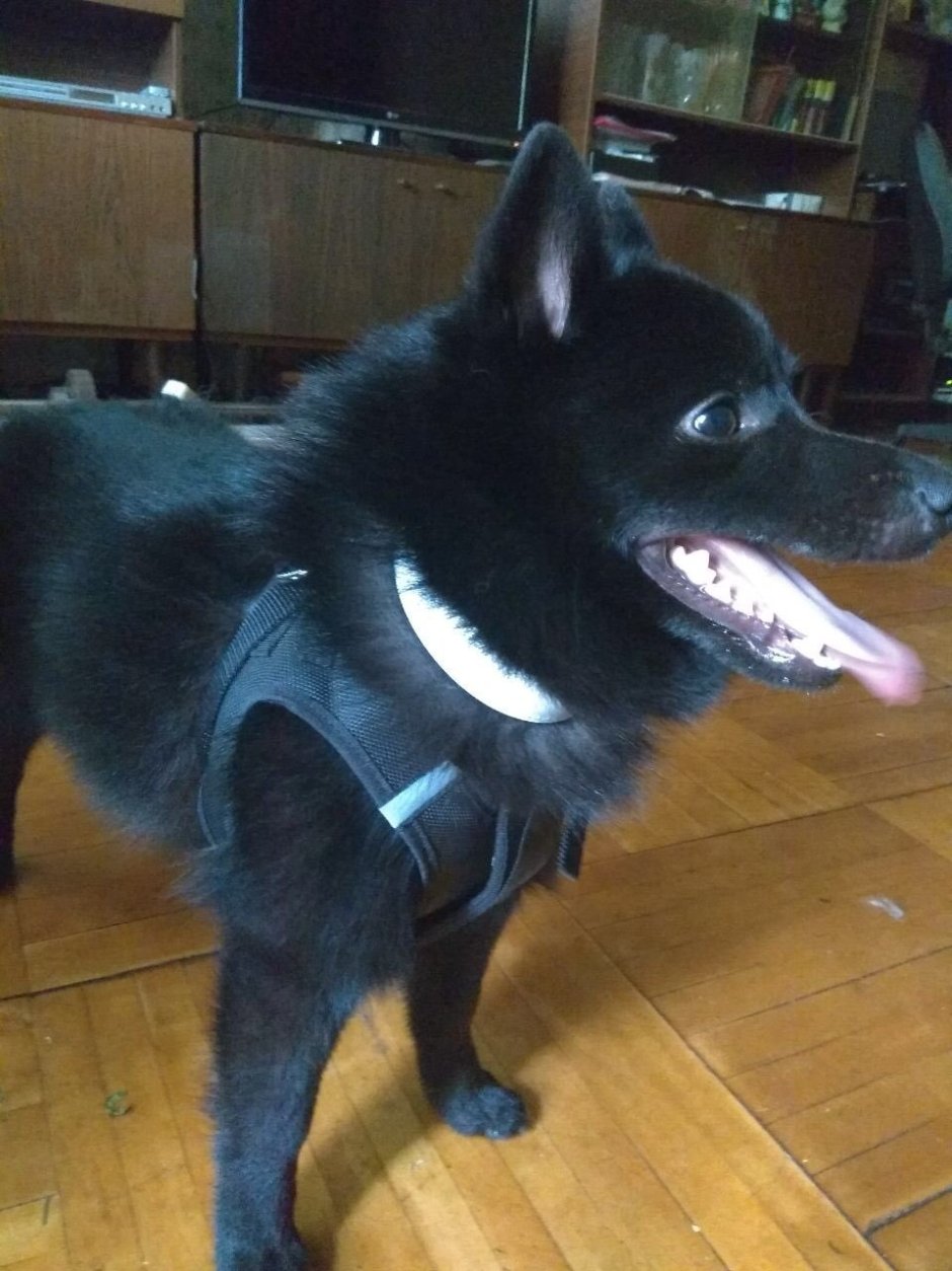 Помесь шпица и овчарки