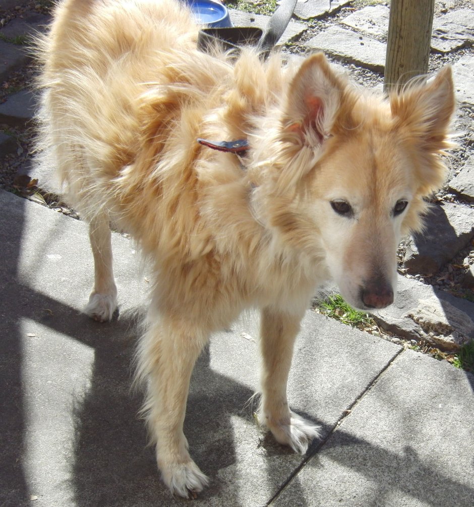 Помесь хаски и золотистого ретривера