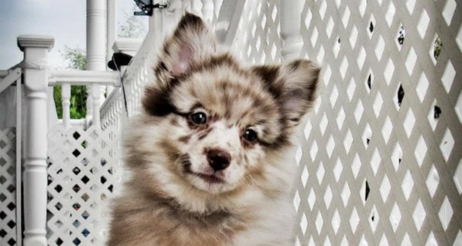 Помесь шпица и овчарки