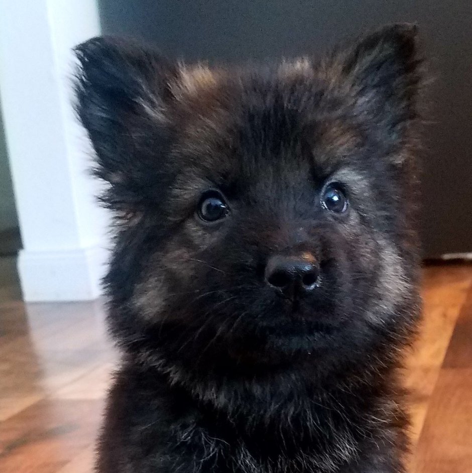 Метис шпица