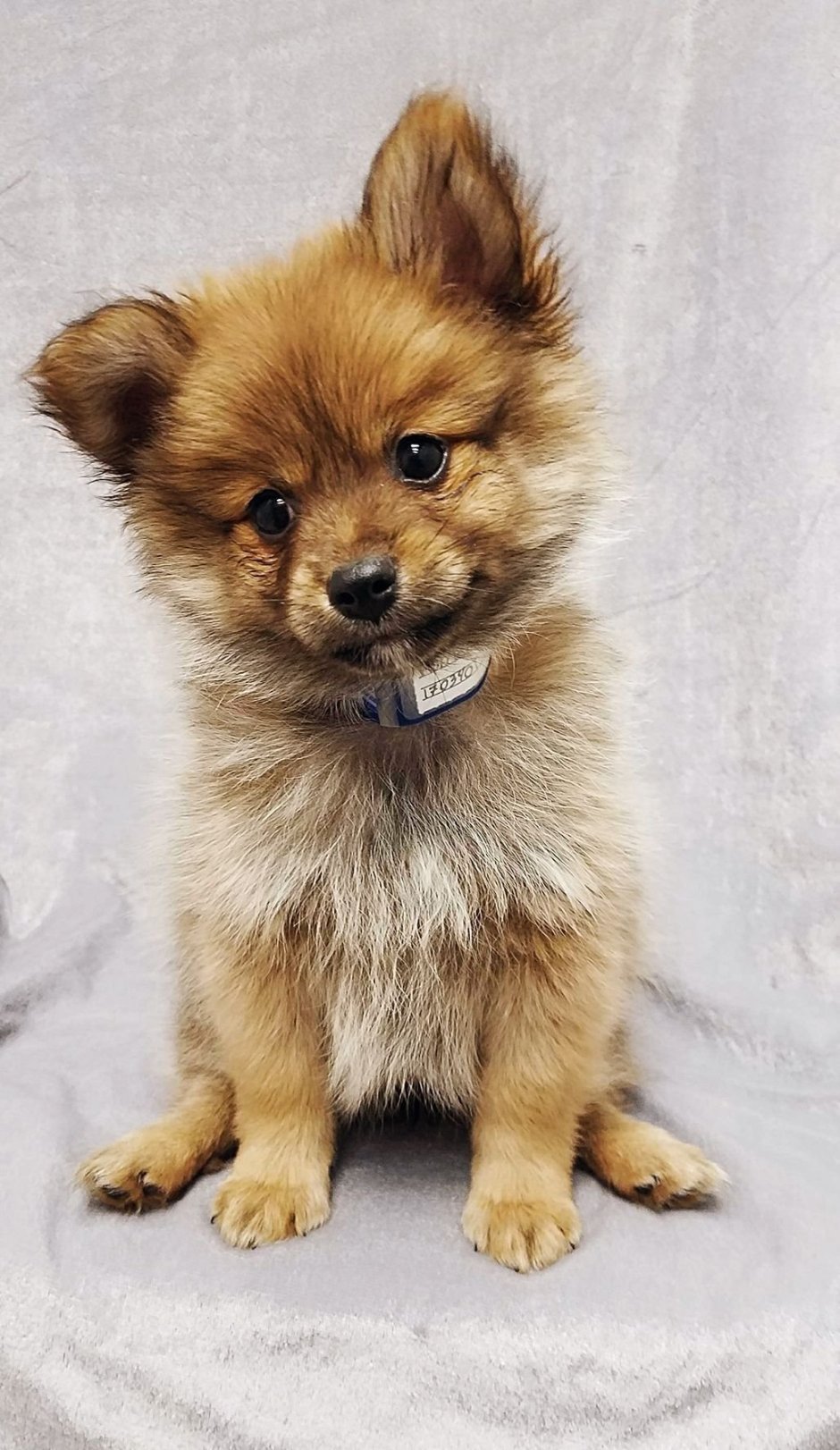 Немецкий шпиц и померанский шпиц