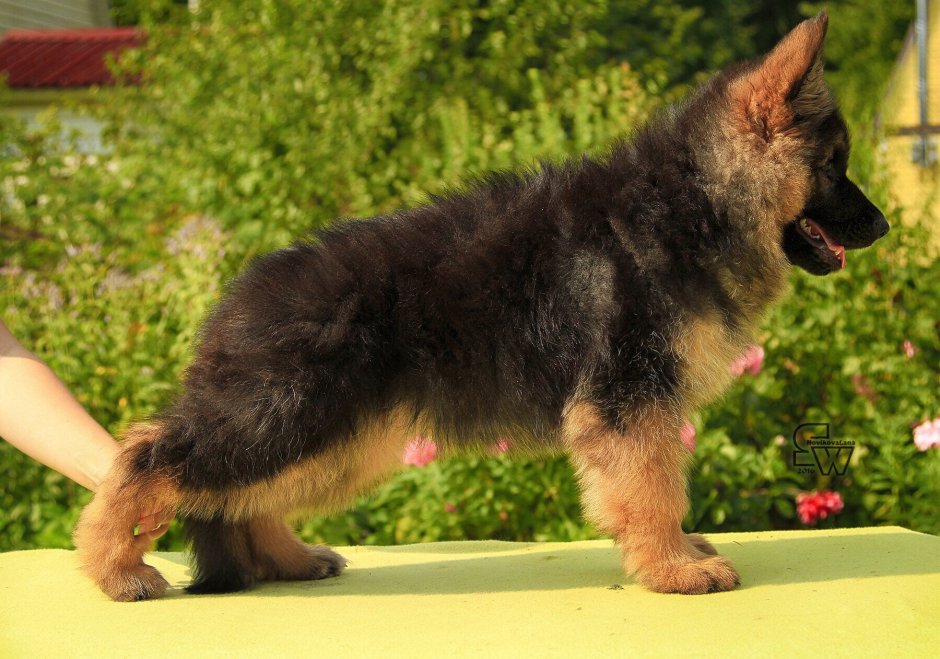 Помесь шпица и овчарки