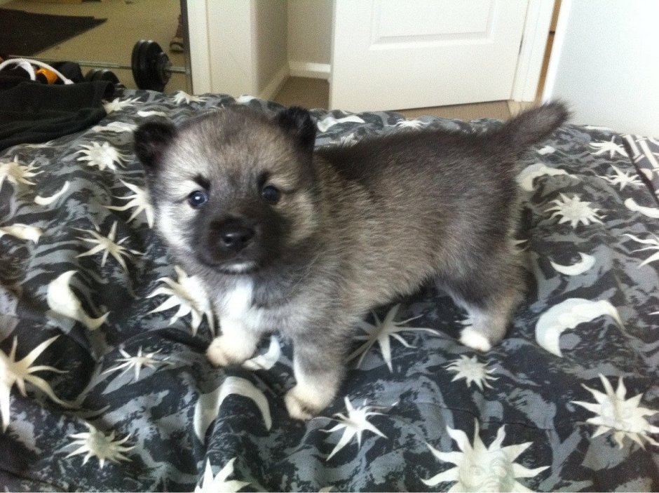 Новорожденные щенки хаски и овчарки