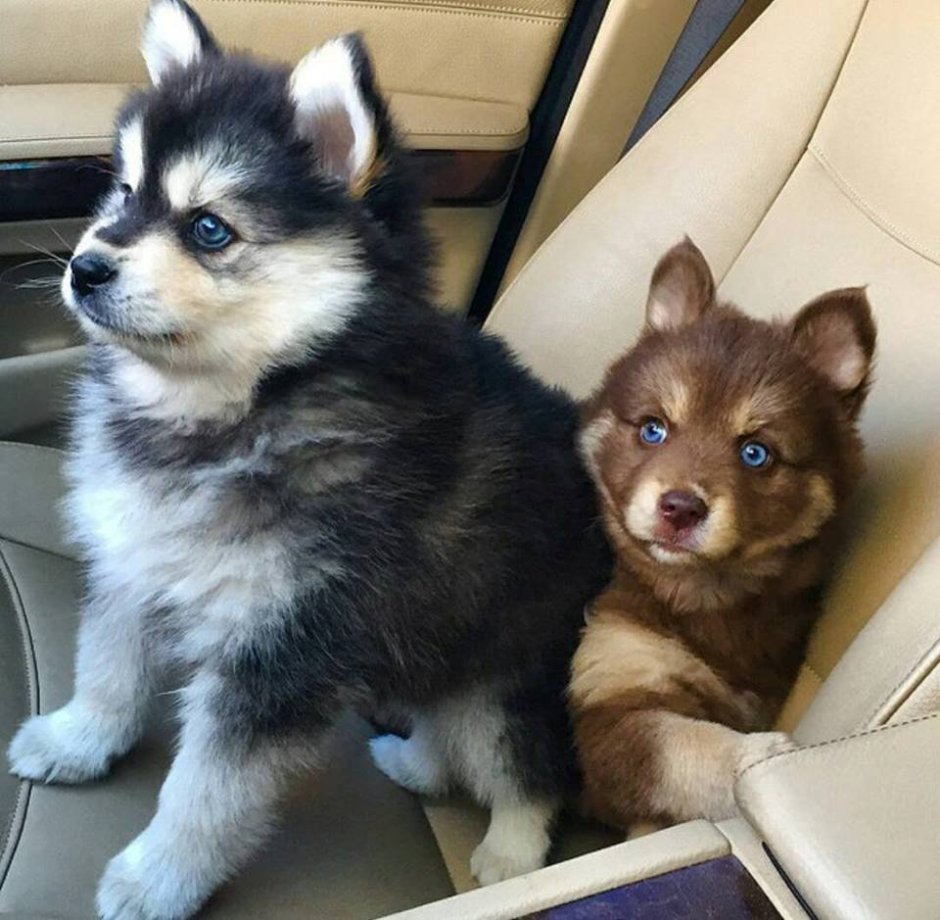 Микро помски хаски