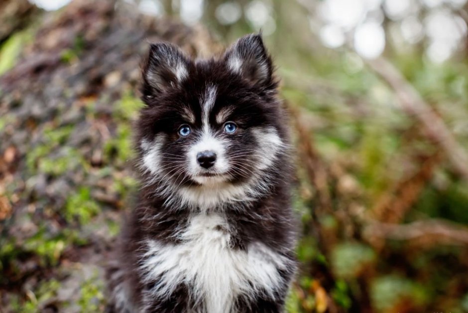 Австралийская пастушья собака и шпиц