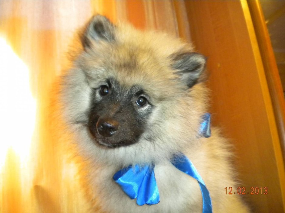 Метис овчарки и шпица