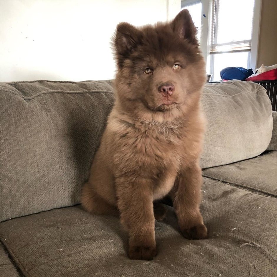 Хаски + чау-чау