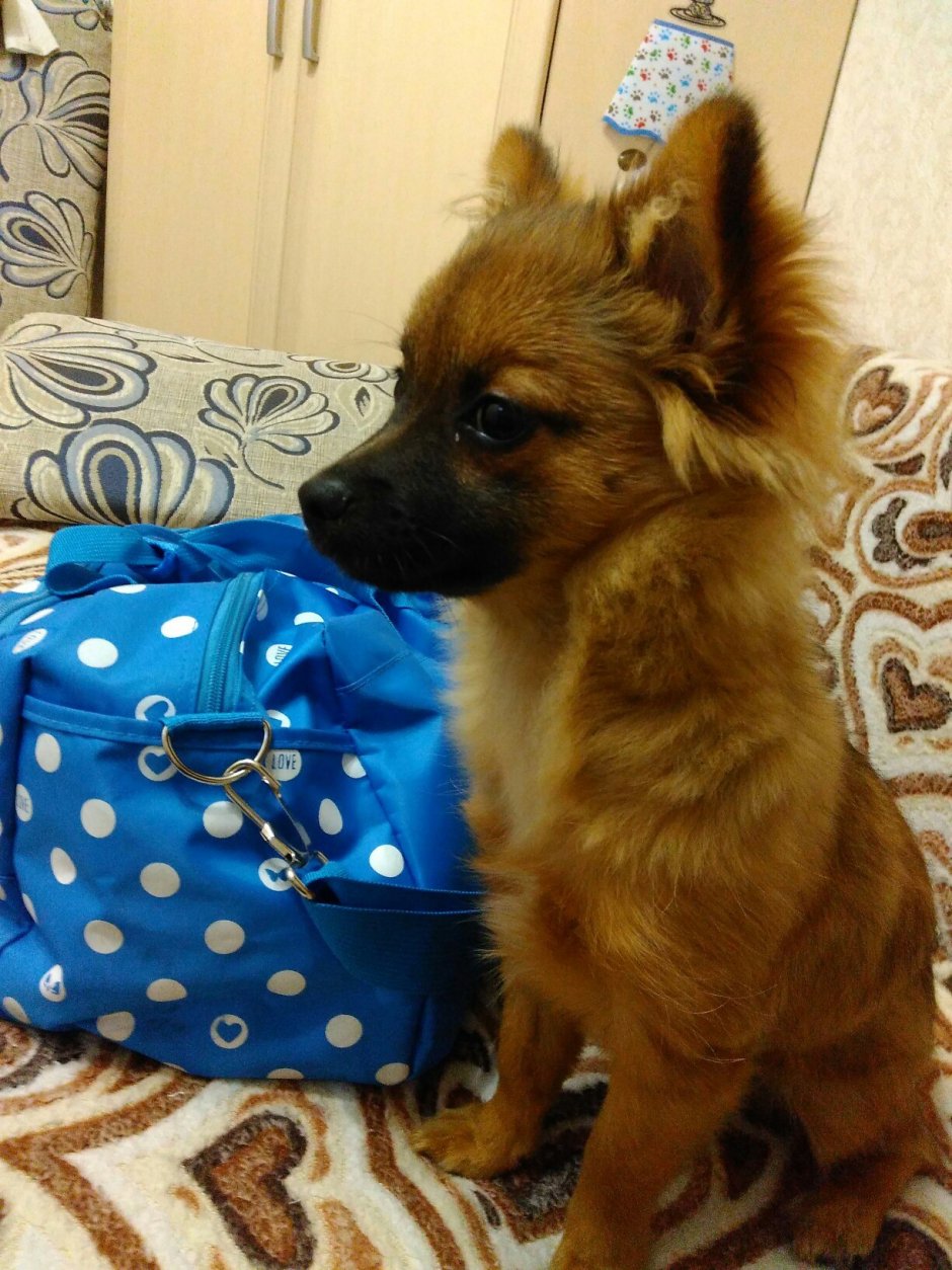 Метис овчарки и шпица