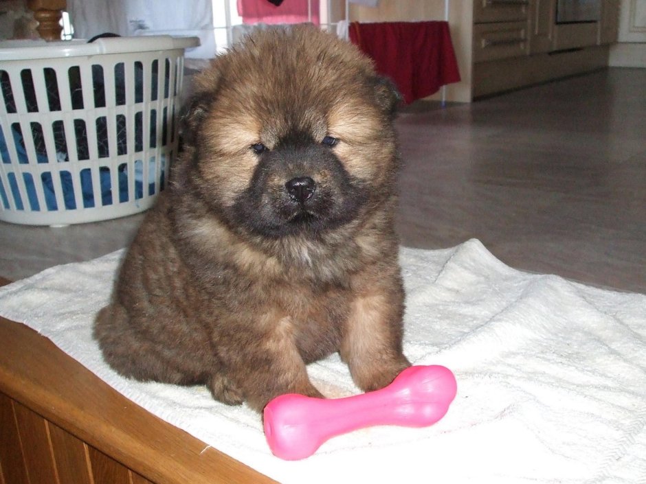 Смесь чау чау и шпица