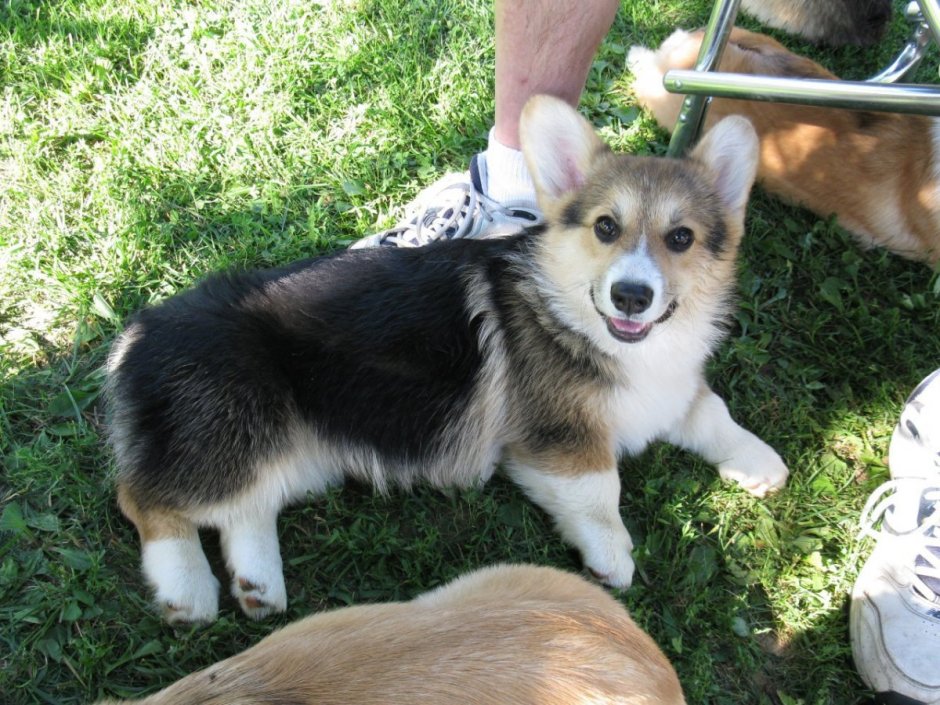 Метис корги и лайки