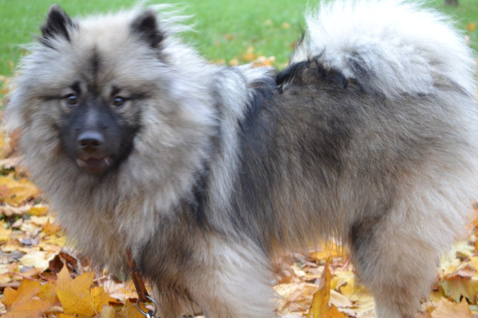 Вольфшпиц и овчарка