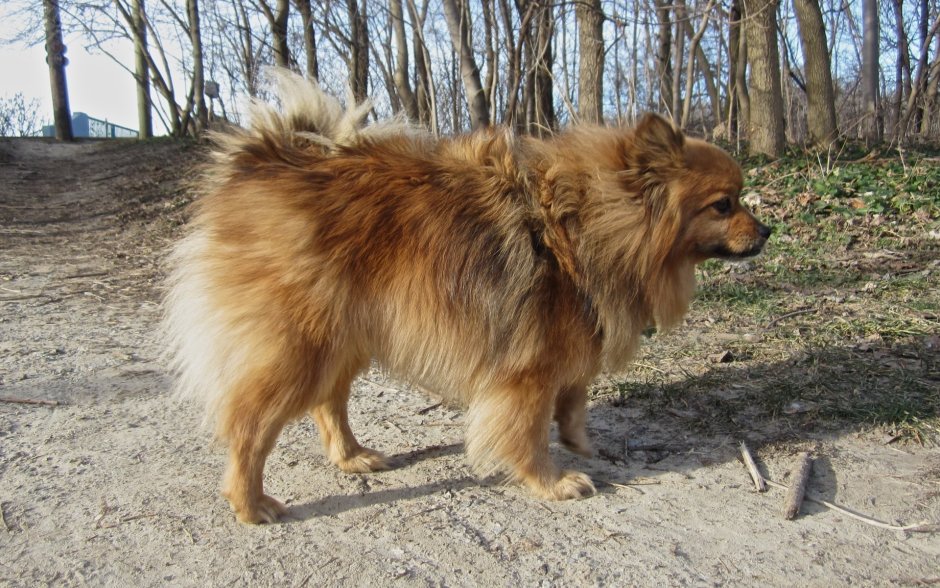 Немецкая овчарка и шпиц