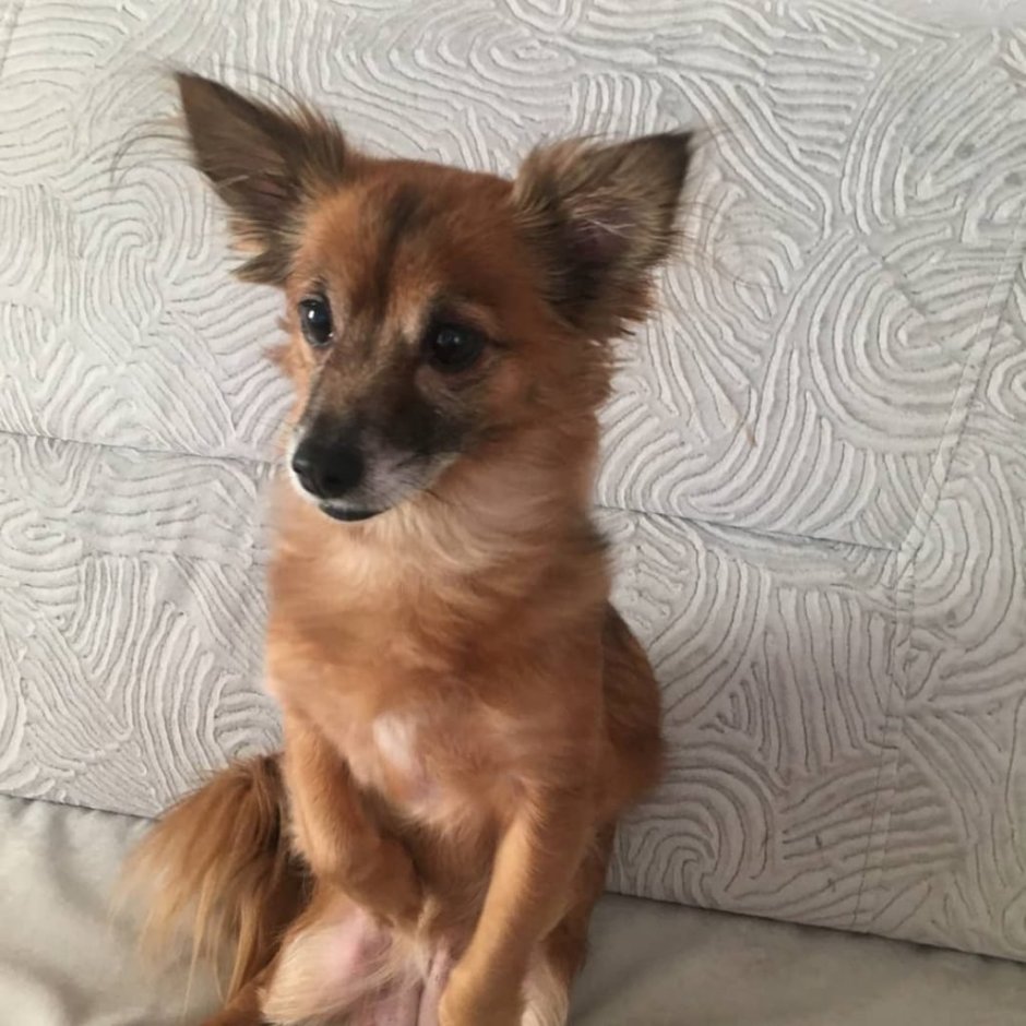 Метис чихуа