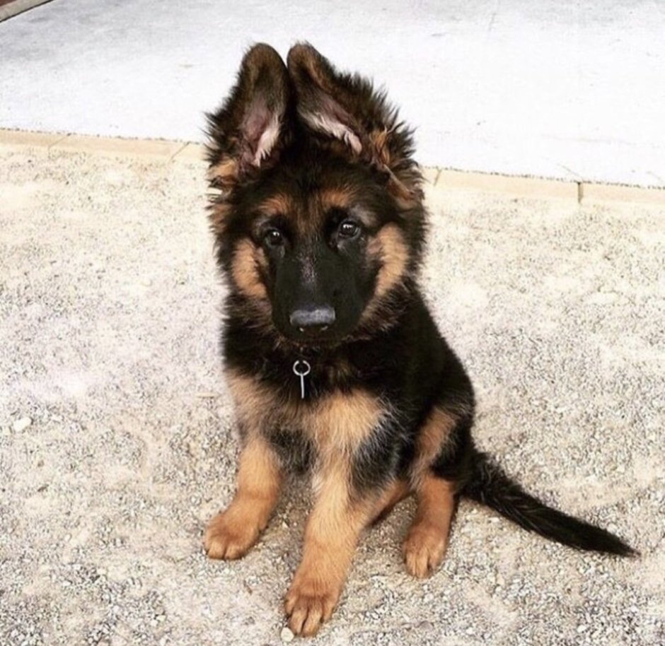 Немецкую овчарку Алиса