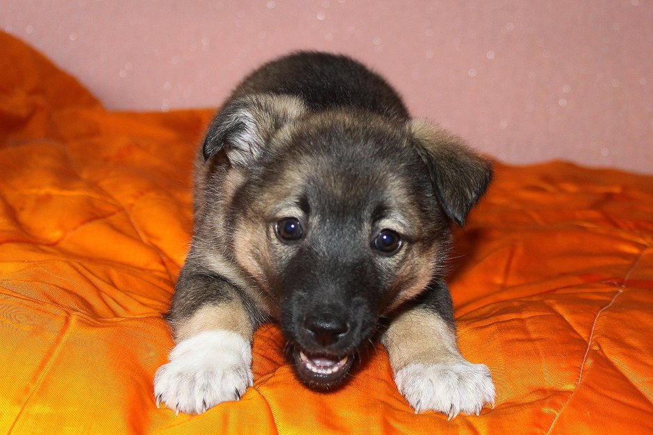 Маленькая овчарка метис