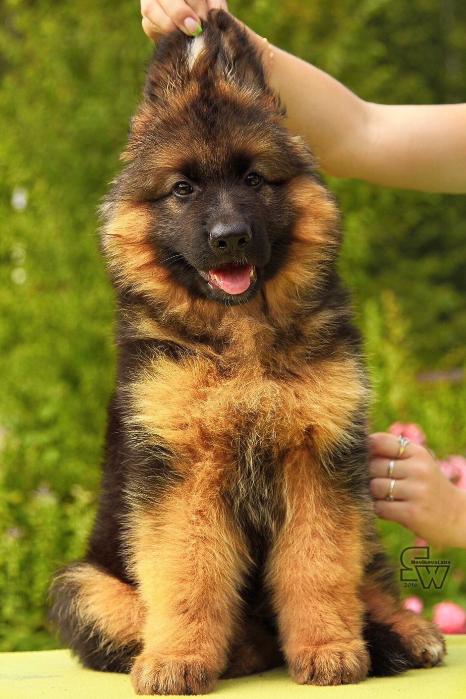 Помесь шпица и овчарки