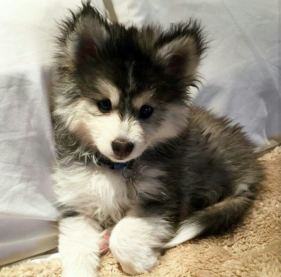 Помски щенок