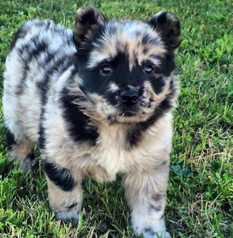 Метис аусси и шпиц