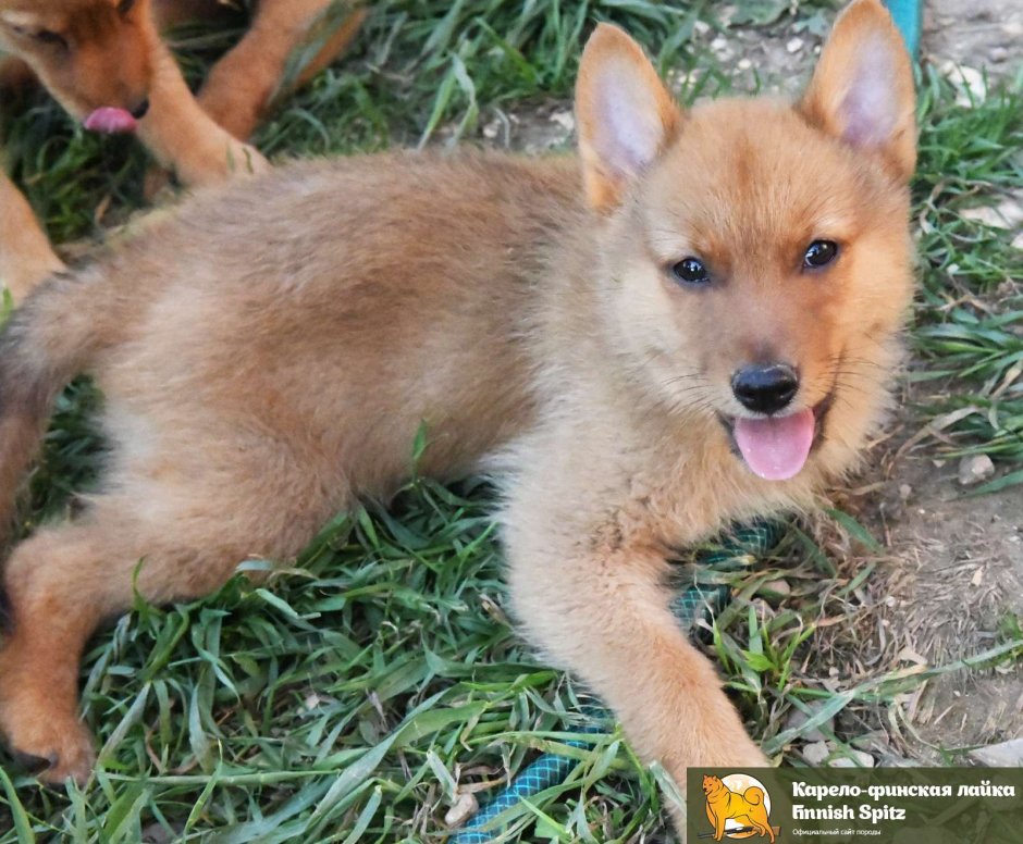 Карело-финская лайка черная