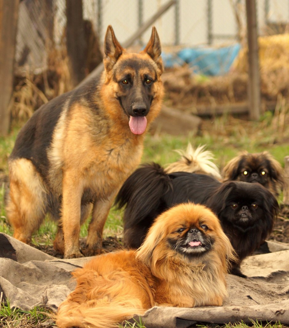 Помесь шпица и овчарки