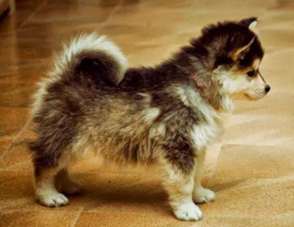 Немецкий шпиц и хаски