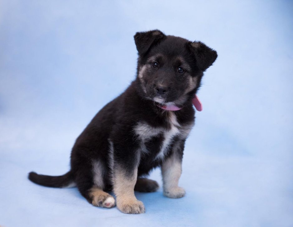 Маленькая овчарка метис