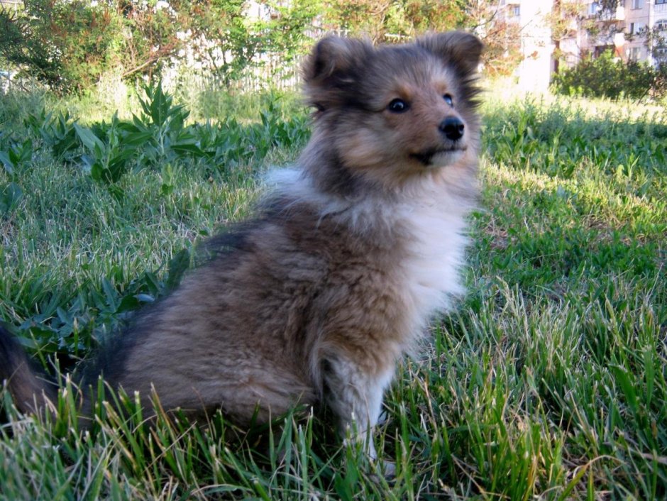 Метис колли и шпица