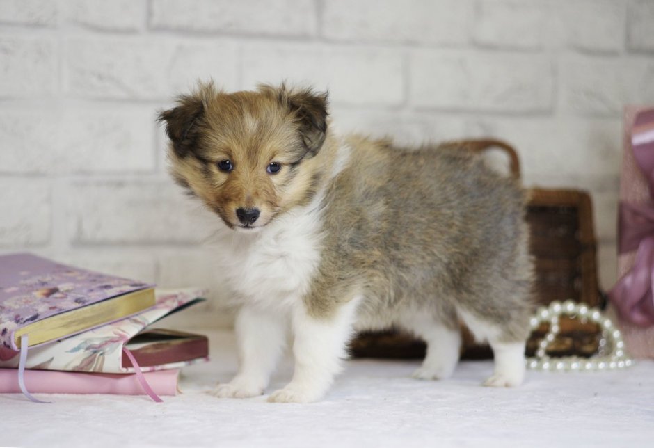 Порода Молли наука