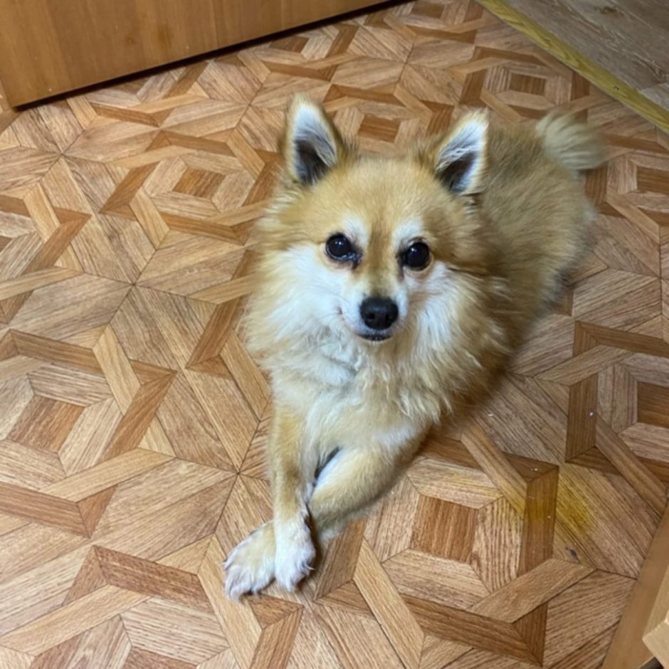 Немецкий шпиц помесь