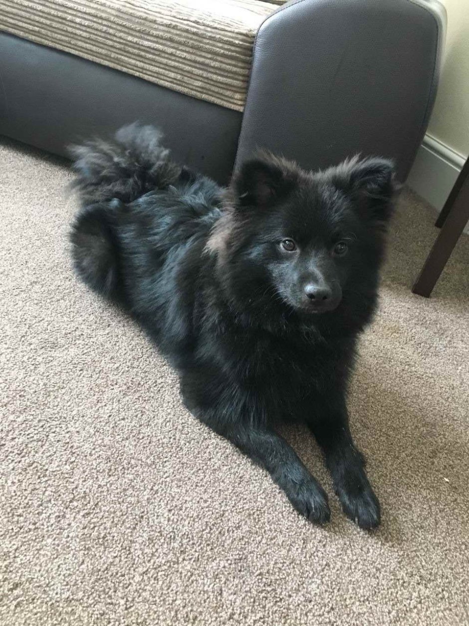 Шпиц дворняжка черный