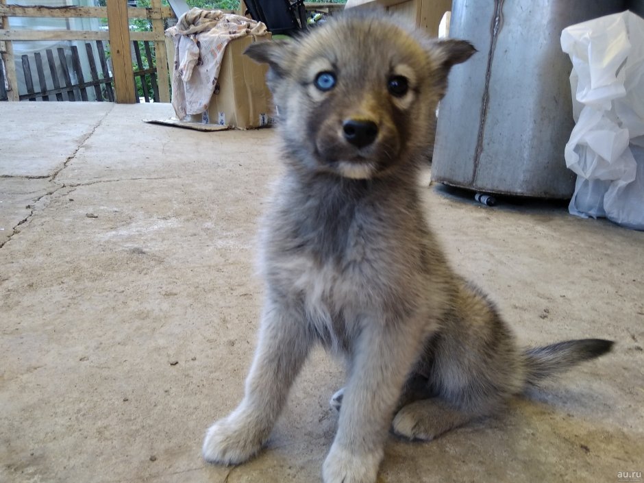 Метис хаски и лайки щенки 2 месяца