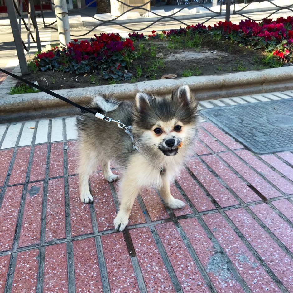 Метис шпица и чихуахуа