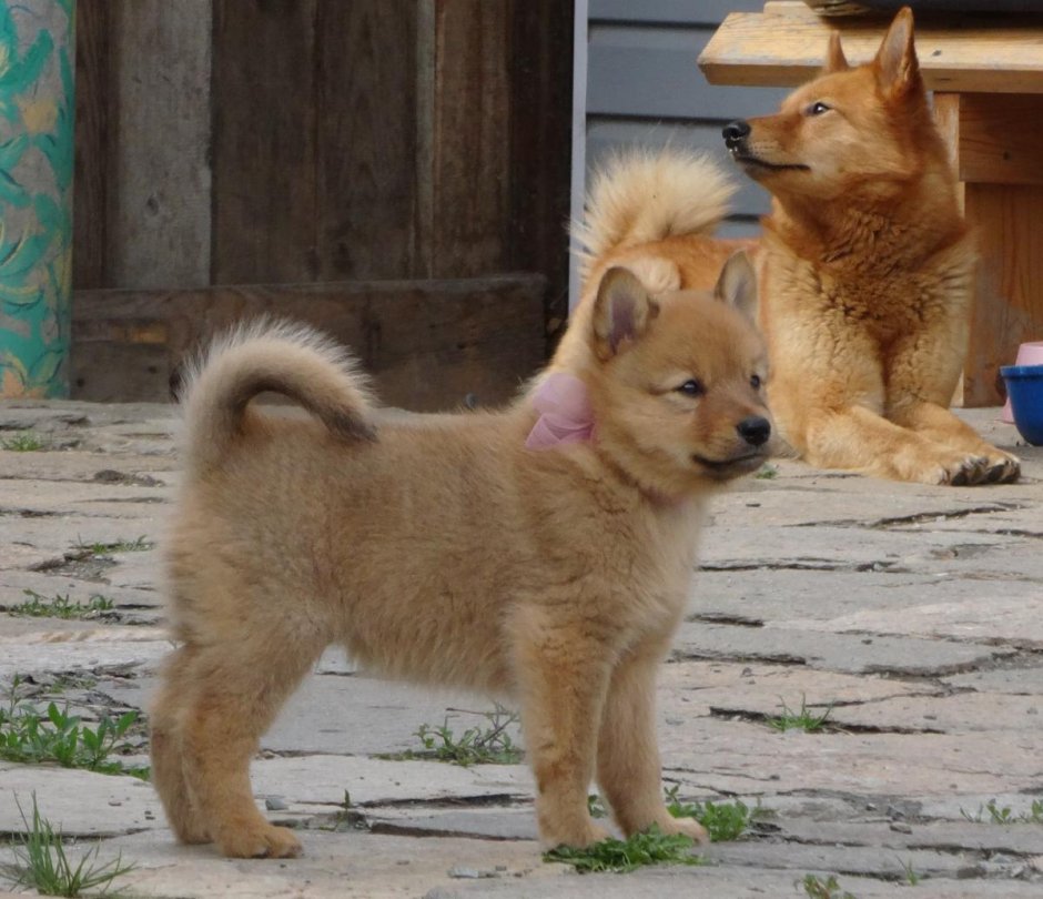 Метис Карело-финской лайки