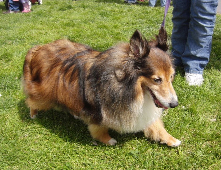 Шелти и корги