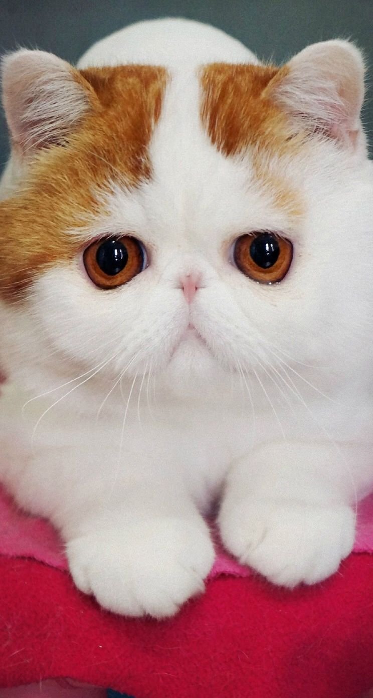 Кошки экзоты короткошерстные