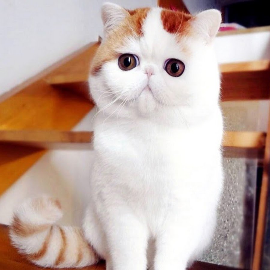 Вислоухий экзот Манчкин