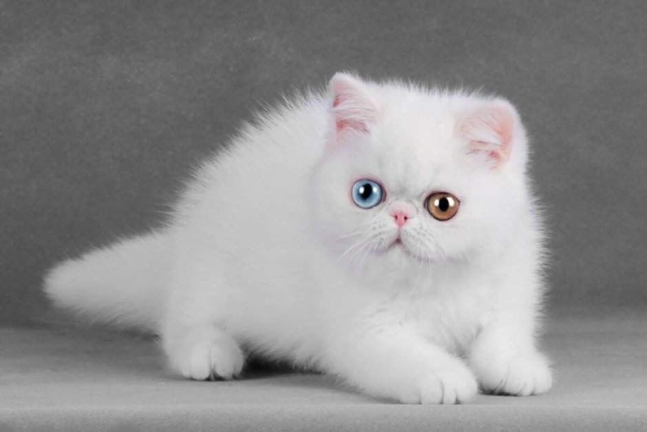 Экзот кошка белая