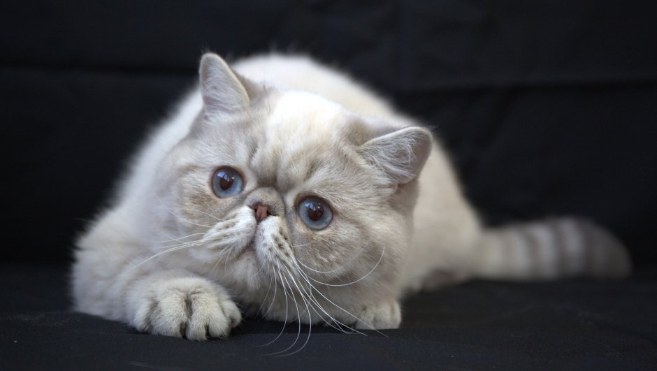 Кот породы экзот серый