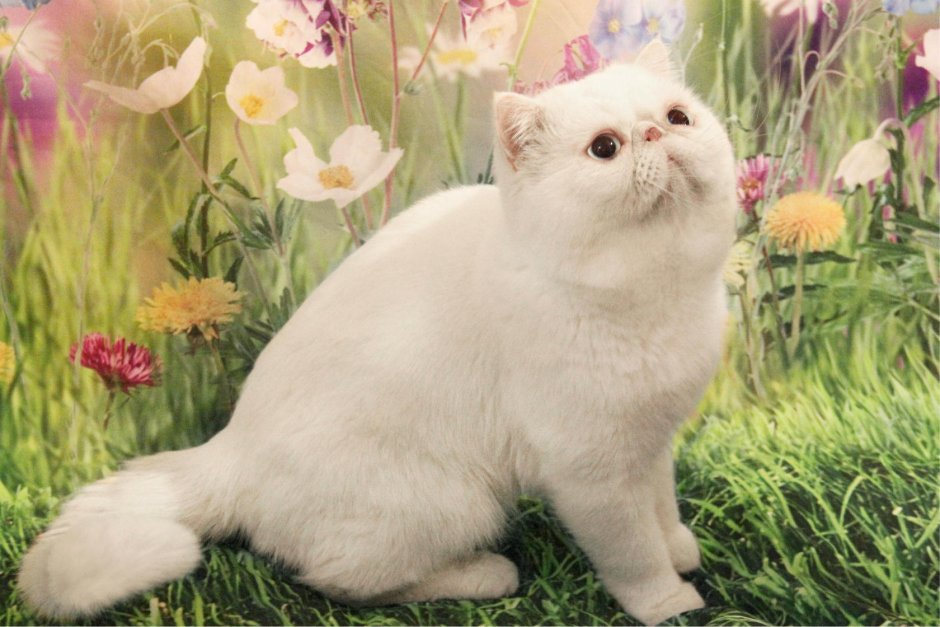 Экзотическая короткошерстная кошка белая