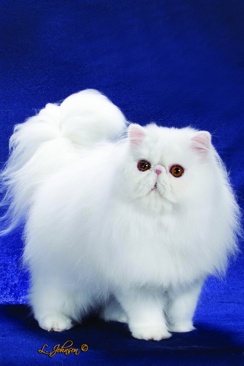 Персидский экзот длинношерстный