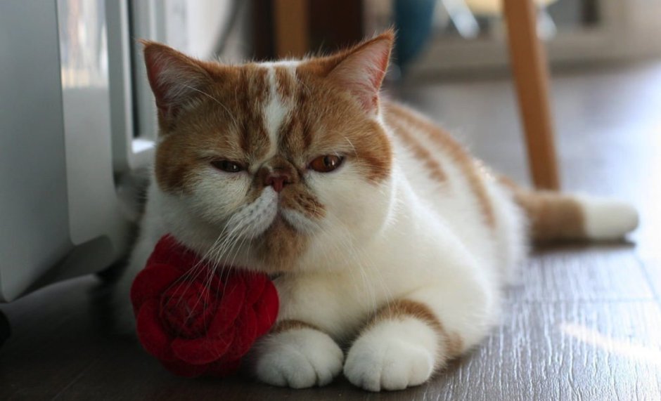 Порода кошек экзоты короткошерстные