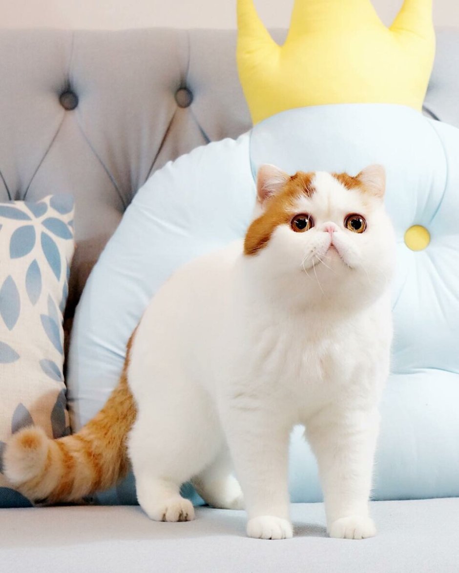 Японский кот Снупи