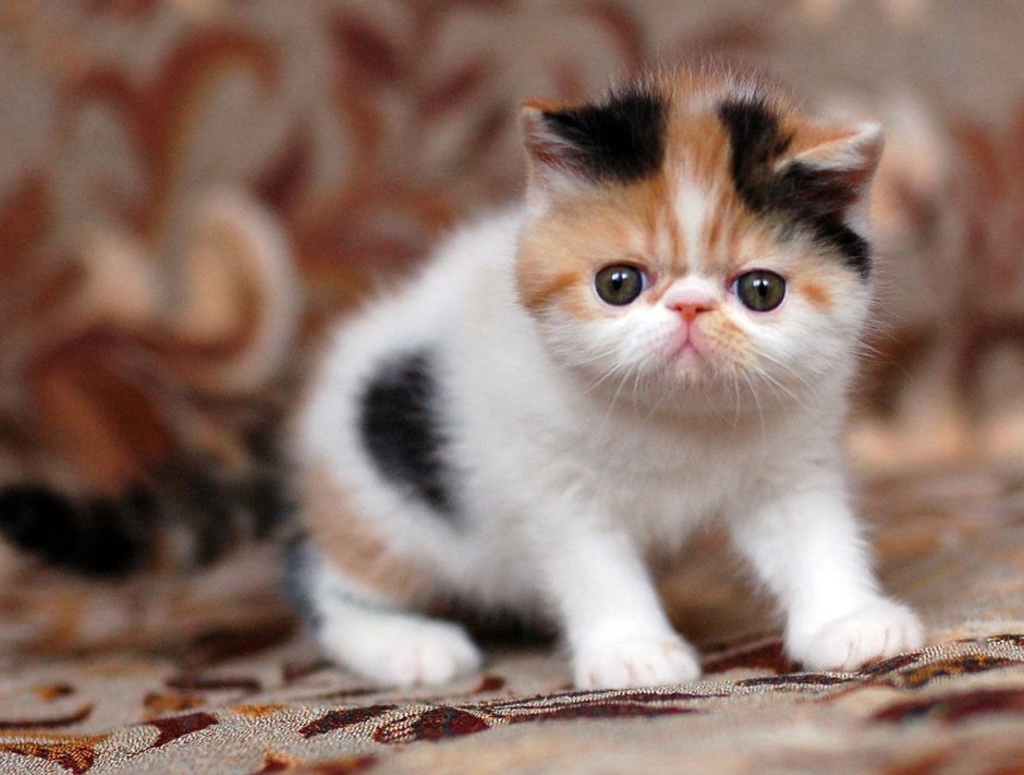 Вислоухий экзот Манчкин